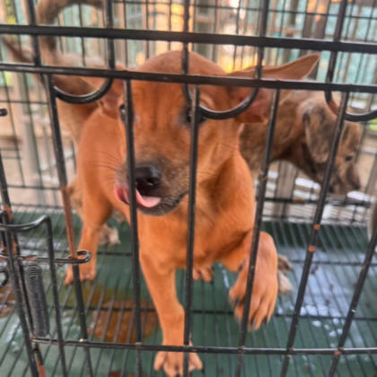 台南市待認養狗｜混種犬｜虎斑色｜母