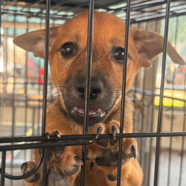 台南市待認養狗 混種犬
