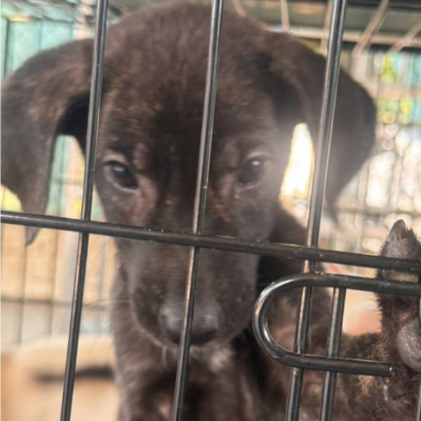 台南市待認養狗 混種犬