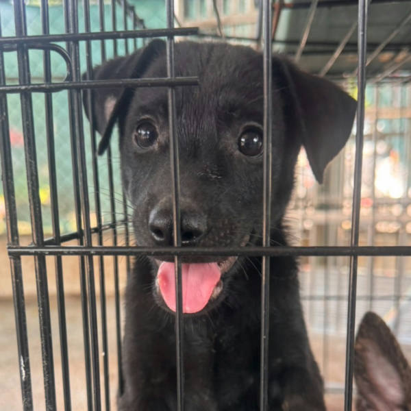 台南市待認養狗 混種犬