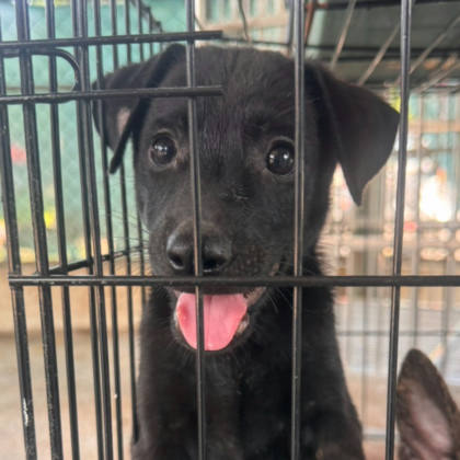 台南市待認養狗｜混種犬｜黑色｜母