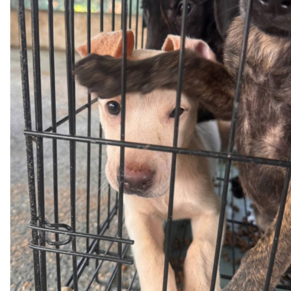 台南市待認養狗 混種犬