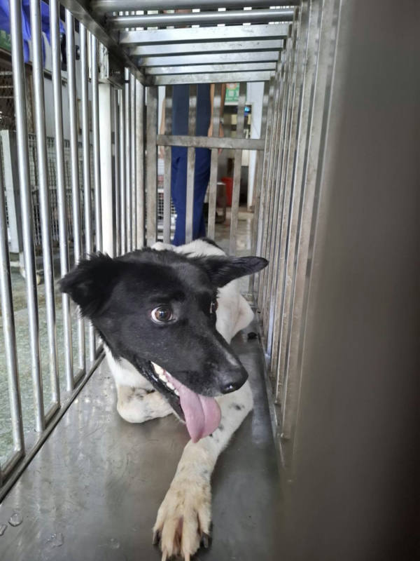 台南市待認養狗 混種犬