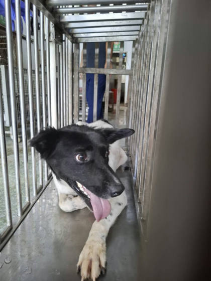 台南市待認養狗｜混種犬｜黑白色｜公