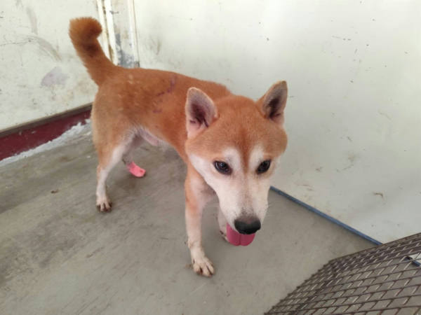 高雄市待認養狗 柴犬