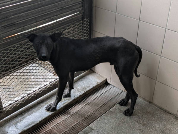 高雄市待認養狗 混種犬