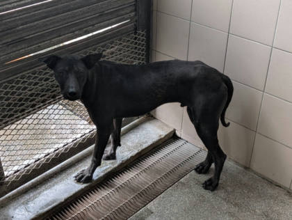 高雄市待認養狗｜混種犬｜黑色｜公