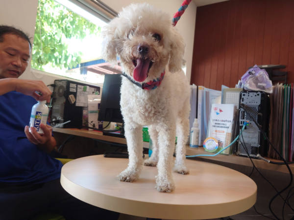新北市待認養狗 貴賓犬