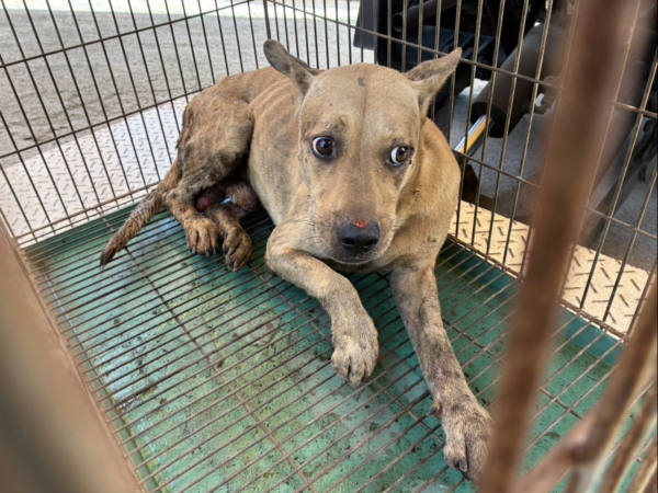 彰化縣待認養狗 混種犬
