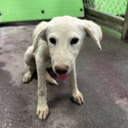 台東縣待認養狗｜混種犬｜白色｜母
