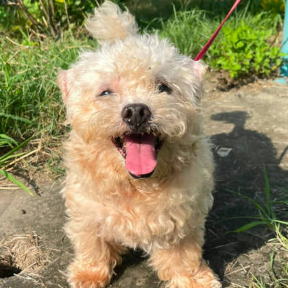 台南市待認養狗｜瑪爾濟斯犬｜白色｜公