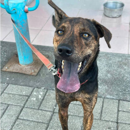 台南市待認養狗｜混種犬｜黑黃色｜公