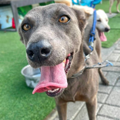 台南市待認養狗｜混種犬｜灰色｜母