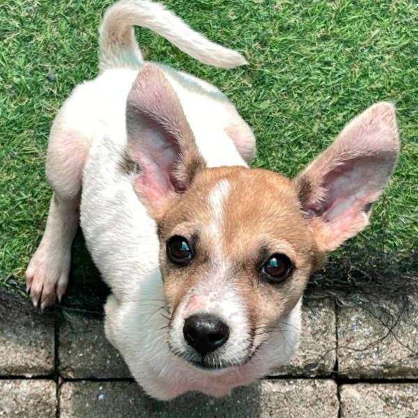 台南市待認養狗 混種犬