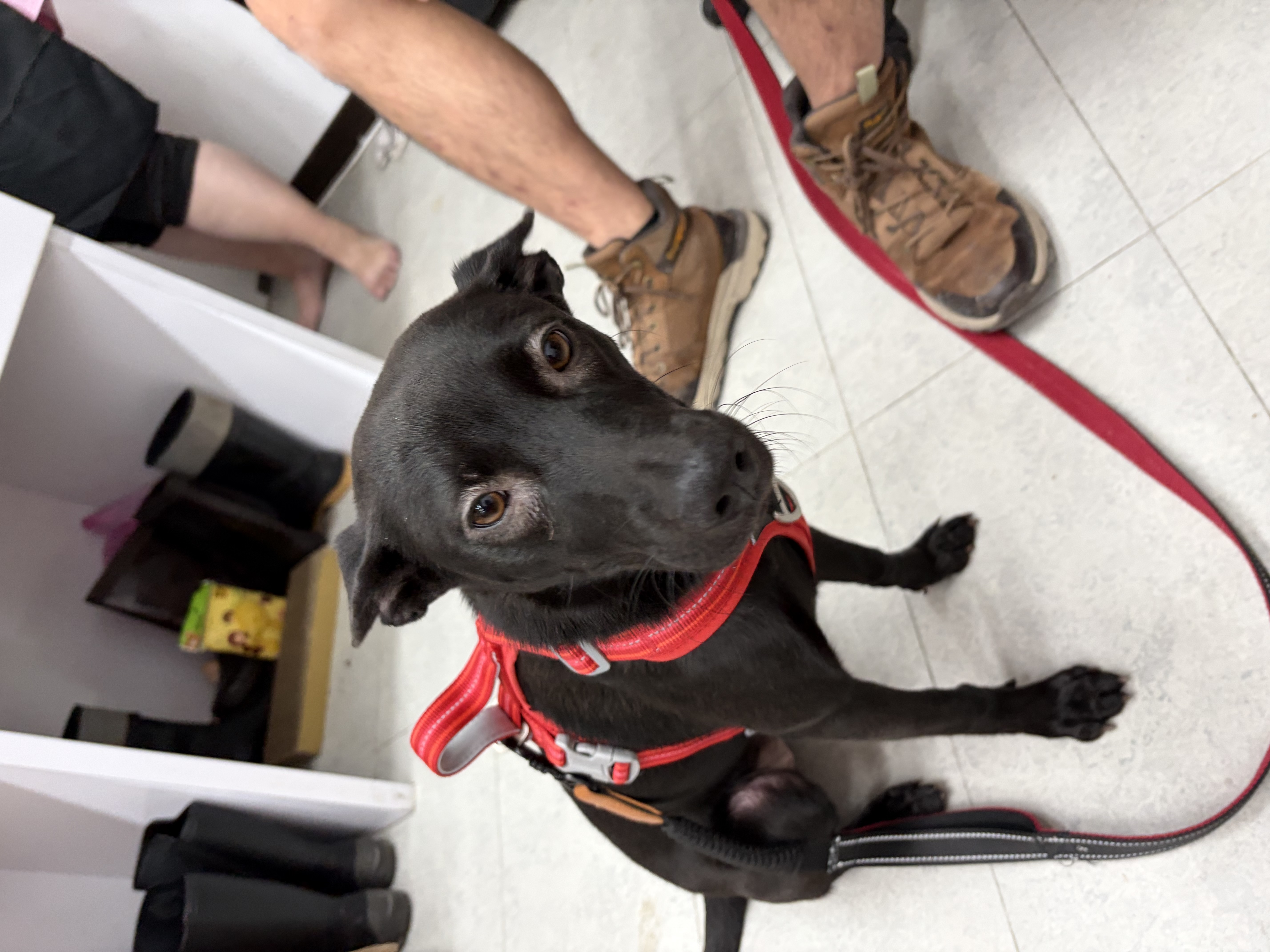 基隆市待認養狗｜混種犬｜黑色｜母