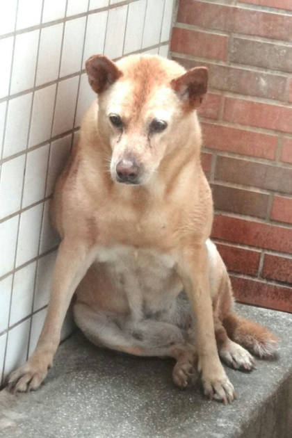 宜蘭縣待認養狗｜混種犬｜黃色｜母