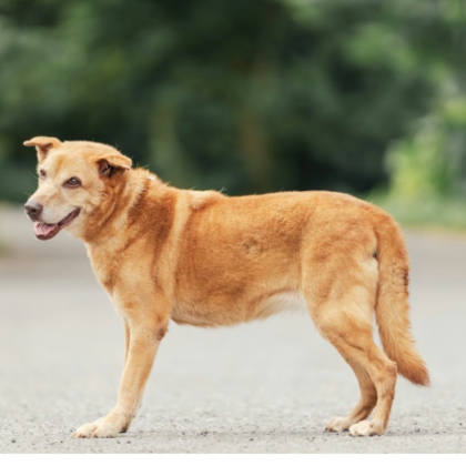 新北市待認養狗｜混種犬｜黃色｜母