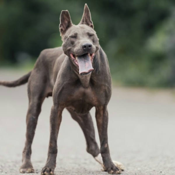 新北市待認養狗 泰國脊背犬(泰皇犬)
