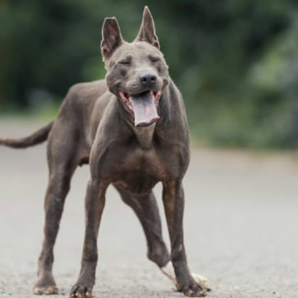 新北市待認養狗｜泰國脊背犬(泰皇犬)｜黑色｜母