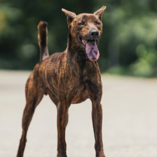新北市待認養狗 混種犬