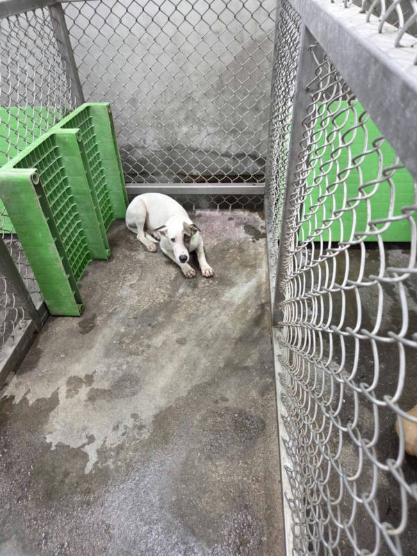 台東縣待認養狗 混種犬