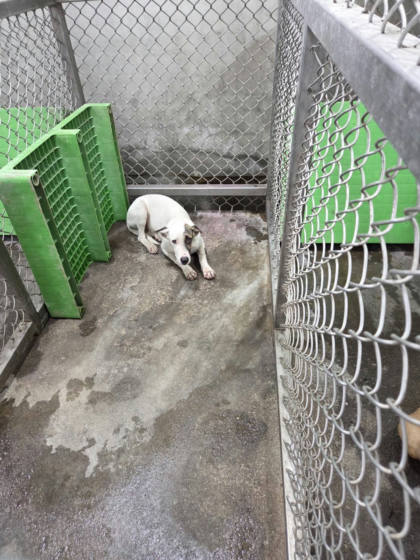 台東縣待認養狗｜混種犬｜白色｜母