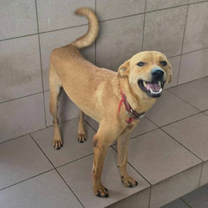 台南市待認養狗｜混種犬｜黃色｜母