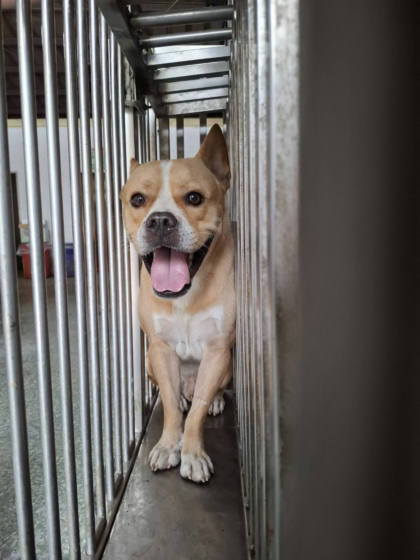 台南市待認養狗｜混種犬｜米色｜公