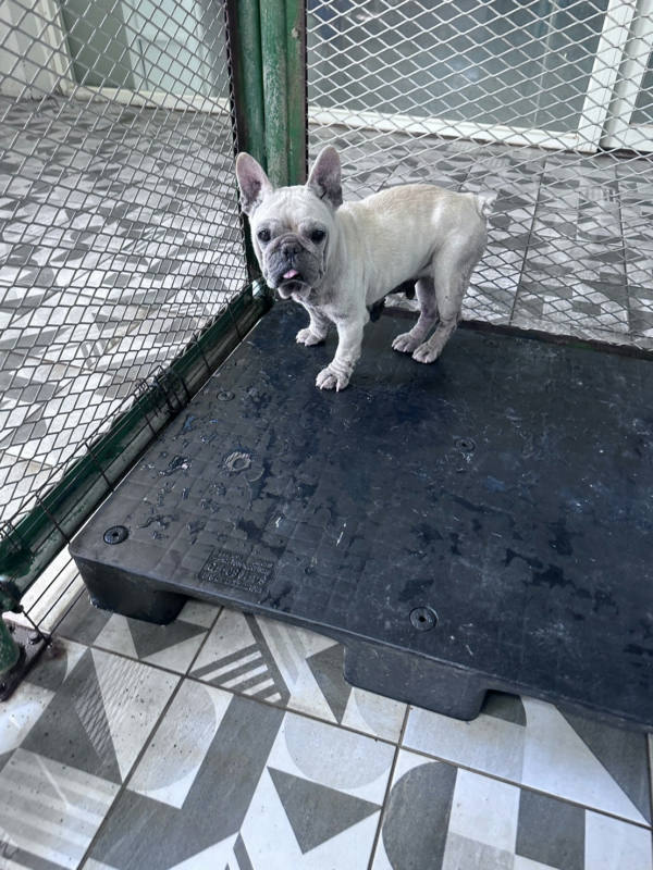 苗栗縣待認養狗 法國鬥牛犬