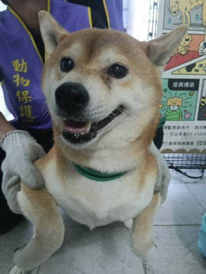 嘉義市待認養狗｜柴犬｜黃白色｜公