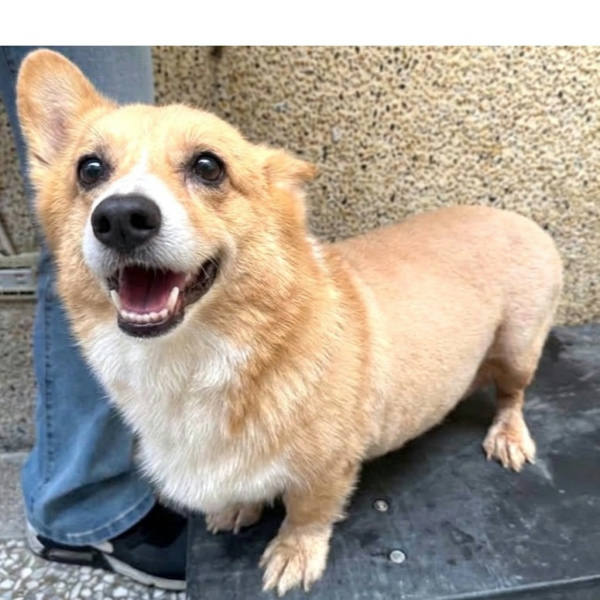 高雄市待認養狗 威爾斯柯基犬