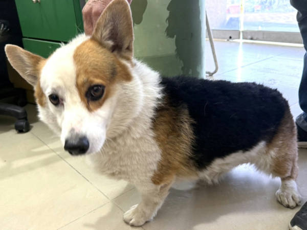 高雄市待認養狗 威爾斯柯基犬