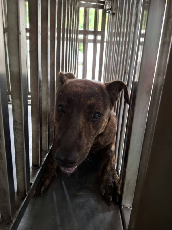 台南市待認養狗 混種犬
