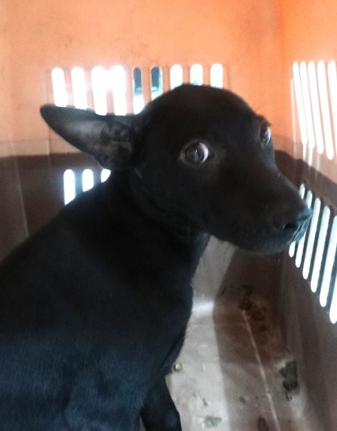 宜蘭縣待認養狗 混種犬