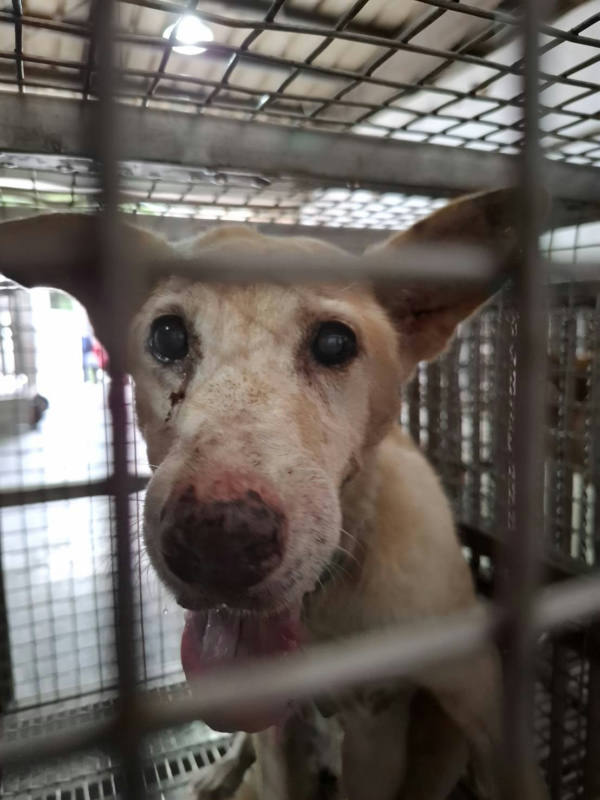 台南市待認養狗 混種犬