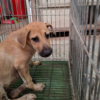 台南市待認養狗｜混種犬｜黃色｜公