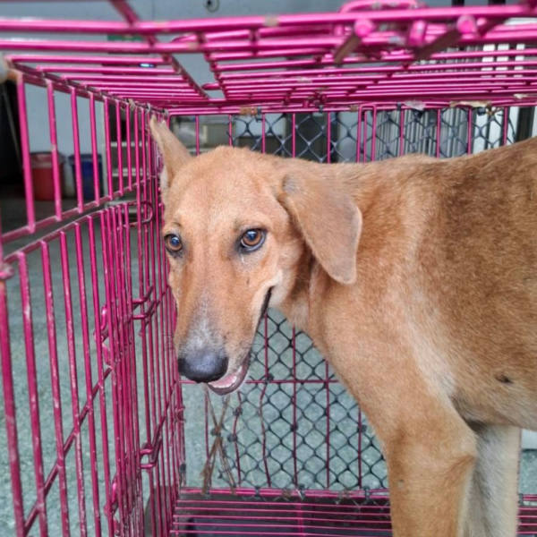台南市待認養狗 混種犬