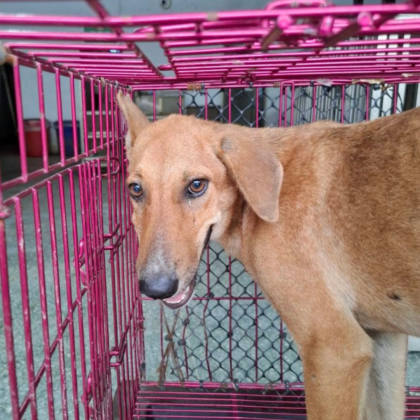 台南市待認養狗｜混種犬｜黃色｜母