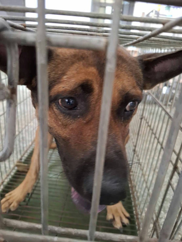 台南市待認養狗 混種犬