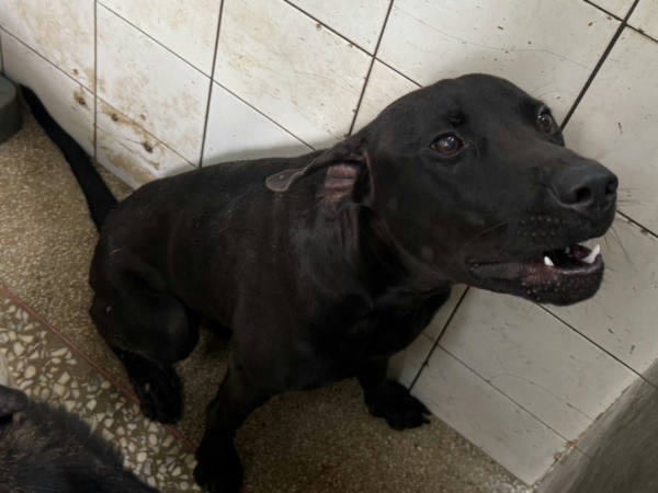 高雄市待認養狗 混種犬