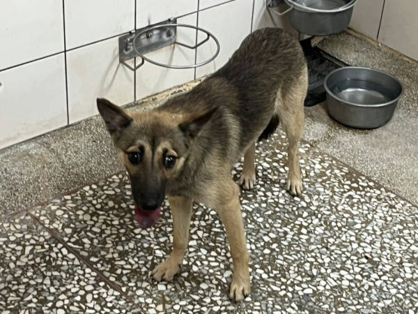 高雄市待認養狗 混種犬