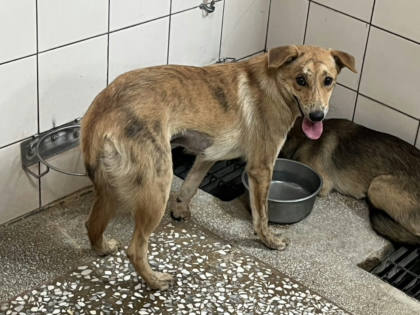 高雄市待認養狗｜混種犬｜黃色｜母