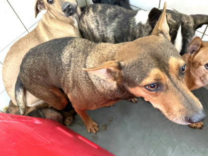 高雄市待認養狗｜混種犬｜棕色｜公