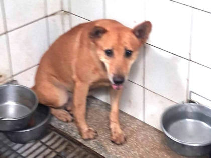 高雄市待認養狗｜混種犬｜黑色｜公