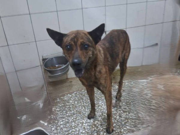 高雄市待認養狗 混種犬