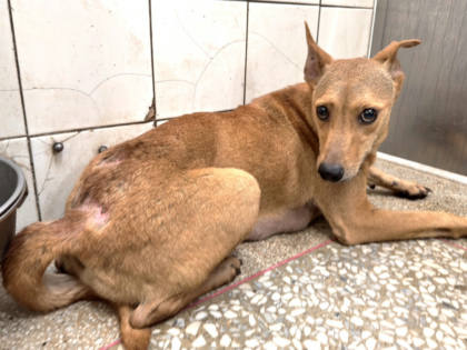 高雄市待認養狗｜混種犬｜黃色｜母
