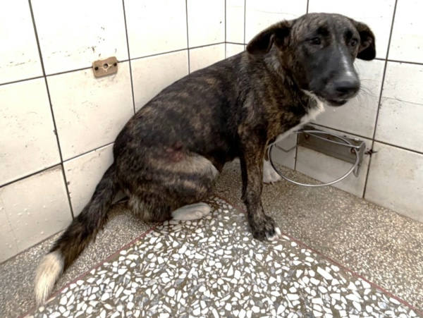 高雄市待認養狗 混種犬