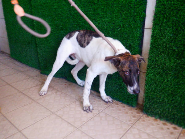 南投縣待認養狗 混種犬