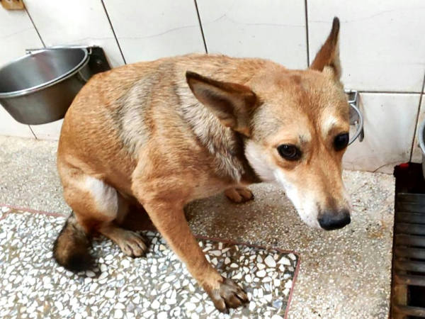 高雄市待認養狗 混種犬
