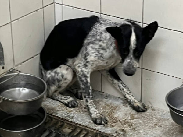 高雄市待認養狗 混種犬